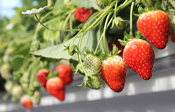 宮城いちごジャム