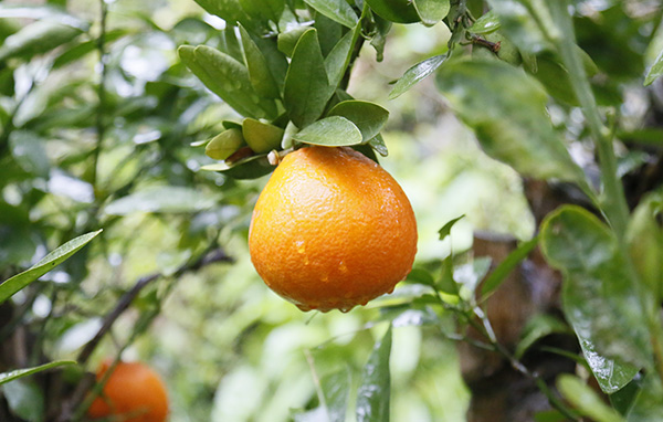 キウイフルーツジャム