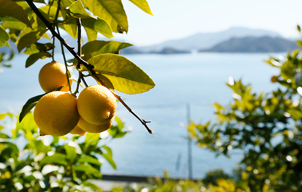 瀬戸内レモンジャム